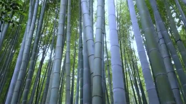 Japonya bir bambu ormanda yürürken — Stok video