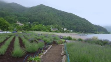 Oishi Park Lake Kawaguchiko, Japonya - ünlü: Fujiyama - Kawaguchiko, Japonya - 17 Haziran 2018 Fuji Dağı