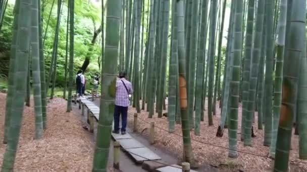 Caminhando por uma Floresta de Bambu no Japão - TOKYO, JAPÃO - JUNHO 17, 2018 — Vídeo de Stock