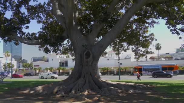 Vecchio albero al Beverly Gardens Park - CALIFORNIA, USA - 18 MARZO 2019 — Video Stock