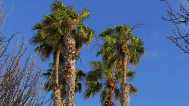 Palmeras ondeando en el viento en un día soleado — Vídeos de Stock