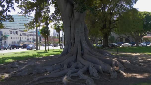 Old tree at Beverly Gardens Park - CALIFORNIA, USA - MARCH 18, 2019 — Stock Video