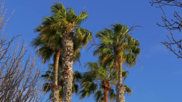 Rüzgarlı bir günde palmiye ağaçları — Stok video