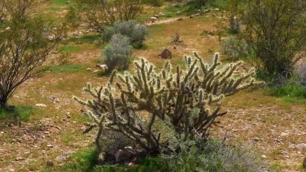 Cactus en el desierto — Vídeo de stock