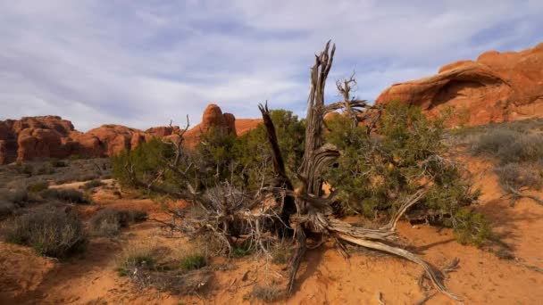 Vegetação seca no Parque Nacional dos Arcos no deserto de Utah — Vídeo de Stock