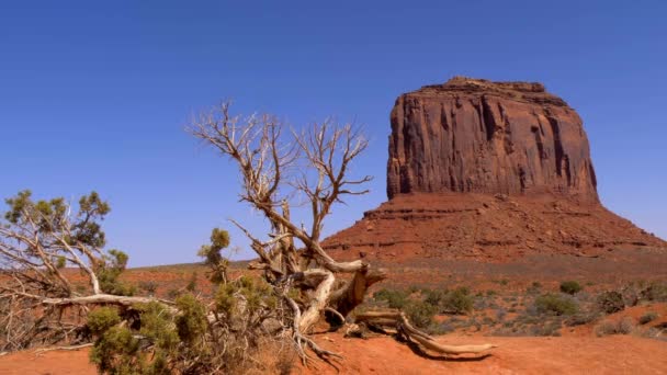 Torra träd vid Monument Valley i Utah — Stockvideo