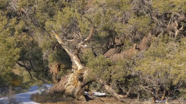Прекрасный национальный лес Иньо в Сьерра-Неваде — стоковое видео