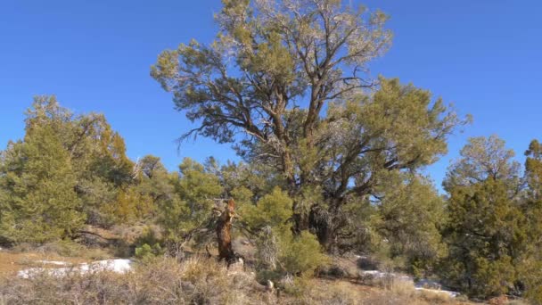 Hermoso Bosque Nacional Inyo en Sierra Nevada — Vídeos de Stock