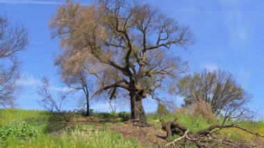 California 'daki Malibu Creek Eyalet Parkı
