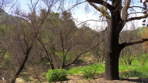 Árboles quemados después del gran incendio en Malibú — Vídeos de Stock