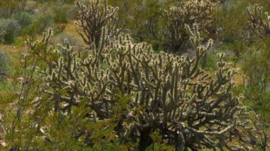 Utah çölünde bitki örtüsü