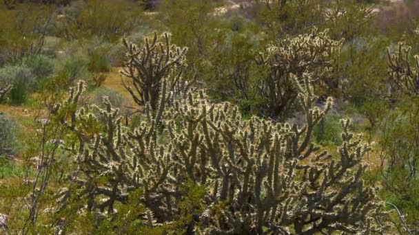 犹他州沙漠中的植被 — 图库视频影像