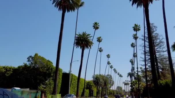 Aleje Palm Tree w Beverly Hills - LOS ANGELES, USA - KWIECIEŃ 1, 2019 — Wideo stockowe