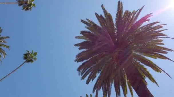 Аллея пальмовых деревьев - типичная для Беверли-Хиллз - фотографии путешествий — стоковое видео