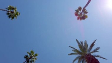 Palm Tree Alley - Beverly Hills için tipik - seyahat fotoğrafçılığı