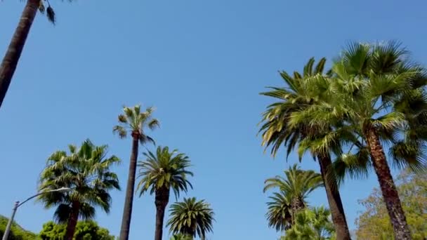 Beverly Hills 'in Palmiye ağaçları - seyahat fotoğrafçılığı — Stok video