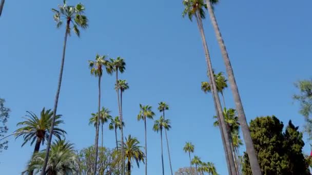 Conducir a través de Beverly Hills con sus palmeras - fotografía de viaje — Vídeos de Stock