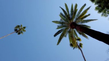 Beverly Hills 'te palmiye ağaçlarıyla gezmek - seyahat fotoğrafçılığı