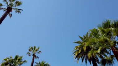 Beverly Hills 'in Palmiye ağaçları - seyahat fotoğrafçılığı