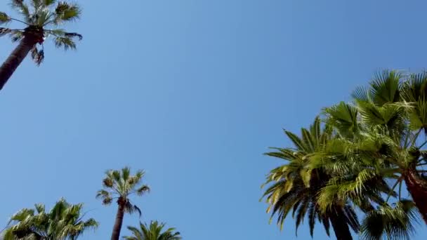 贝弗利山棕榈树-旅游摄影 — 图库视频影像
