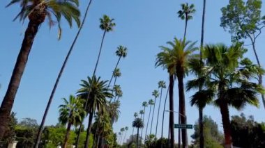 Beverly Hills 'in Palmiye ağaçları - seyahat fotoğrafçılığı