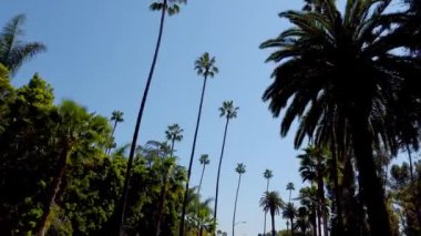 Beverly Hills 'in Palmiye ağaçları - seyahat fotoğrafçılığı