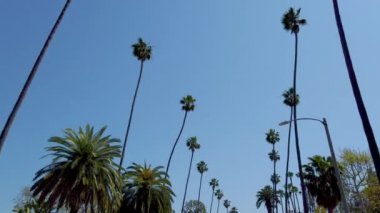 Beverly Hills 'in Palmiye ağaçları - seyahat fotoğrafçılığı
