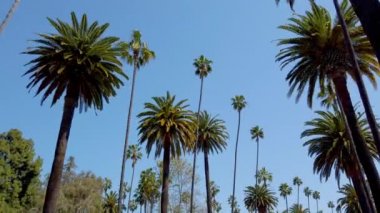 Palm Tree Alley - Beverly Hills için tipik - seyahat fotoğrafçılığı