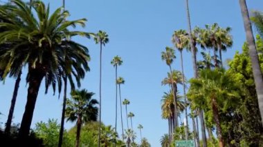 Beverly Hills 'in Palmiye ağaçları - seyahat fotoğrafçılığı