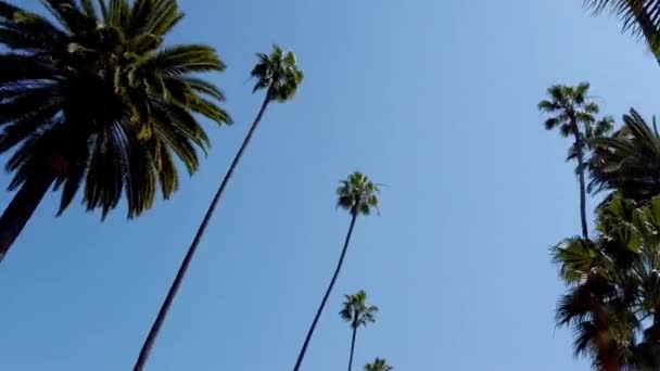 비버리 힐스의 야자나무 - 여행 사진 — 비디오