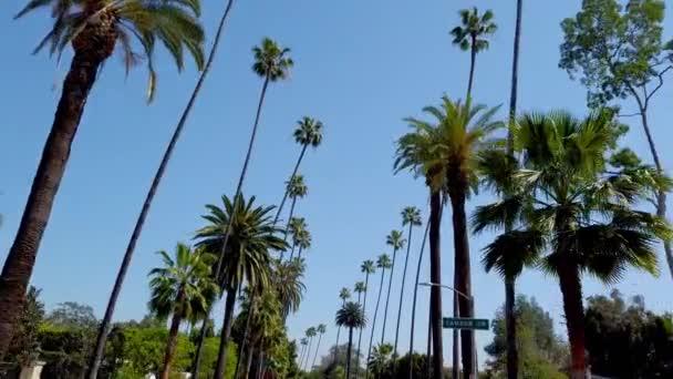 The Palm trees of Beverly Hills - travel photography — Stock Video