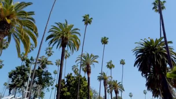 The Palm trees of Beverly Hills - travel photography — Stock Video