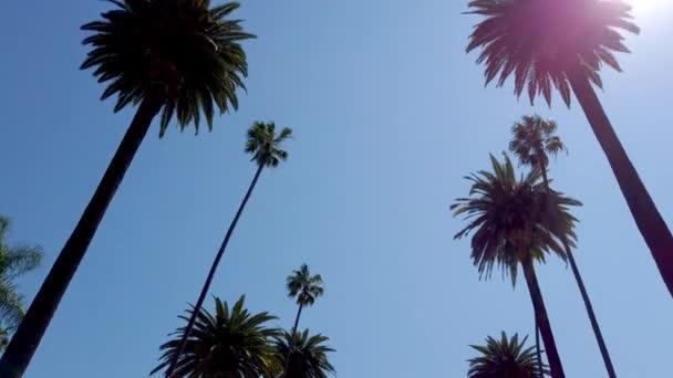 Аллея пальмовых деревьев - типичная для Беверли-Хиллз - фотографии путешествий — стоковое видео