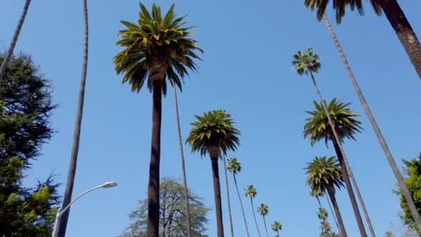 Palm Tree Alley - typical for Beverly Hills - travel photography — Stock Video