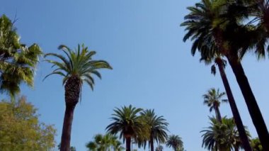 Palm Tree Alley - Beverly Hills için tipik - seyahat fotoğrafçılığı