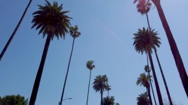 Beverly Hills 'in Palmiye ağaçları - seyahat fotoğrafçılığı