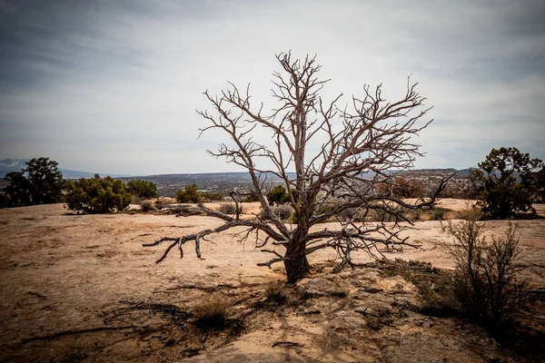 Удивительный Пейзаж Растительность Пустыне Юта Фотографии Путешествий — стоковое фото