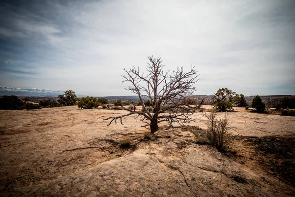 Amazing Landscape Vegetation Desert Utah Travel Photography — Stock Photo, Image