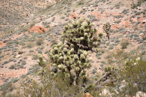 Vegetation Der Wüste Von Utah Reisefotos — Stockfoto