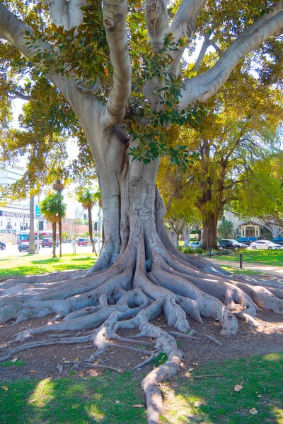 Παλιό Δέντρο Στο Μπέβερλι Γκάρντεν Παρκ Καλιφόρνια Ηνωμένες Πολιτείες Μάρτιος — Φωτογραφία Αρχείου