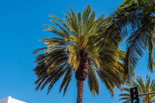 Palmuja Kaliforniassa Matka Valokuvaus — kuvapankkivalokuva