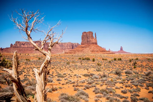 Dry Rotten Trees Monument Valley Utah Travel Photography — Stock Photo, Image