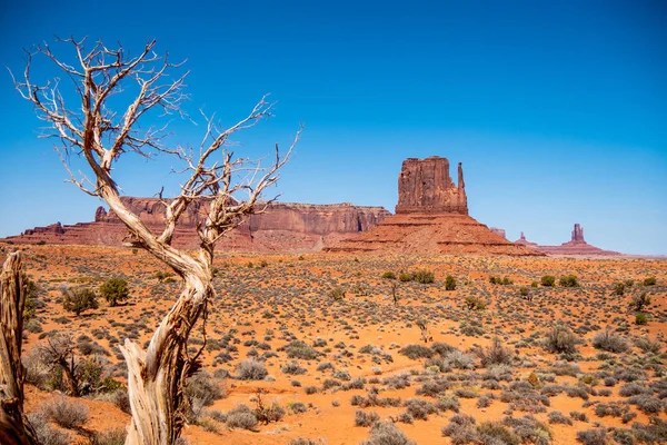 Dry Rotten Trees Monument Valley Utah Travel Photography — Stock Photo, Image