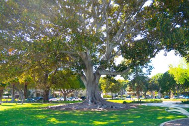Beverly Gardens Park'ta eski ağaç - California, Amerika Birleşik Devletleri - 18 Mart 2019