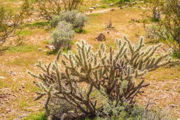 Vegetation Desert Utah Travel Photography — Stock Photo, Image