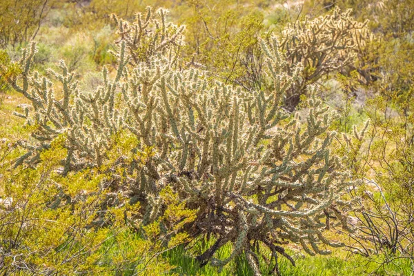 Растительность Пустыне Юта Фотографии Путешествий — стоковое фото