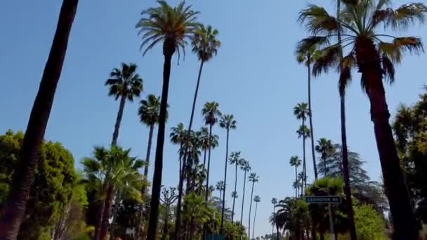 Beverly Hills 'in Palmiye ağaçları - seyahat fotoğrafçılığı — Stok video