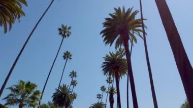 Beverly Hills 'in Palmiye ağaçları - seyahat fotoğrafçılığı