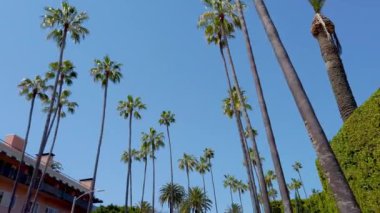 Beverly Hills 'in Palmiye ağaçları - seyahat fotoğrafçılığı