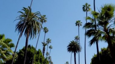 Palm Tree Alley - Beverly Hills için tipik - seyahat fotoğrafçılığı